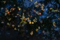 Autumn pond with yellow orange red apples, fallen leaves and plastic bag. Blue sky and trees are reflected in the water. park Royalty Free Stock Photo