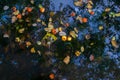 Autumn pond with yellow orange red apples, fallen leaves and plastic bag. Blue sky and trees are reflected in the water.