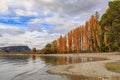 Autumn poplar trees on the shore of Lake Wanaka, New Zealand Royalty Free Stock Photo