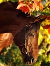 Autumn portrait of the bay horse Royalty Free Stock Photo