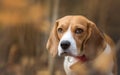 Autumn portrait of Beagle dog