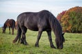 Autumn portrait of beatutiful frisian mare. Black Friesian horse Royalty Free Stock Photo