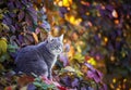 Autumn portrait of a beautiful tabby cat sitting in a garden among bright purple foliage grapes in Sunny Royalty Free Stock Photo