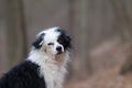 Autumn portrait of black and white powderpuff