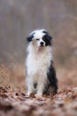 Autumn portrait of black and white powderpuff