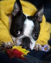 Autumn portrait of a Boston Terrier dog wrapped in a warm cozy yellow sweater at home. Royalty Free Stock Photo