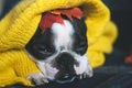 Autumn portrait of a Boston Terrier dog wrapped in a warm cozy yellow sweater at home. Royalty Free Stock Photo