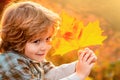 Autumn portrait of cute little boy close up. Kids boy playing with leaves in autumn park. Royalty Free Stock Photo
