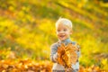 Autumn portrait of cute little caucasian boy. Kids in autumn park on yellow leaf background. Royalty Free Stock Photo