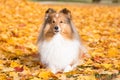 Autumn portrait of cute and smiling shetland sheepdogs in yellow maple leafs