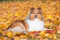 Autumn portrait of cute and smiling shetland sheepdogs in yellow maple leafs