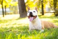 Autumn portrait of cute terrier dog