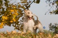 Autumn portrait of dog - foxterrier