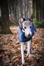 Autumn portrait of female whippet in park with ball Royalty Free Stock Photo