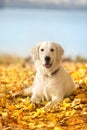 Autumn portrait of golden retriever junior