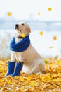 Autumn portrait of golden retriever junior