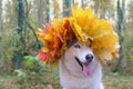 An autumn portrait of happy funny smiling Siberian husky dog. A photo of black and white coat color adorable husky dog with Royalty Free Stock Photo