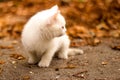 Autumn portrait of little kitten. Cat sitting outdoors on fallen yellow leaves in a garden Royalty Free Stock Photo