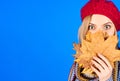 Autumn portrait of surprised woman in red beret covering face with yellow maple leaves. Copy space. Royalty Free Stock Photo