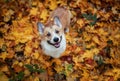 Autumn portrait top view of a Corgi dog puppy in the leaves of a Golden and red maple in the Park Royalty Free Stock Photo