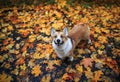 Autumn portrait top view of a smiling Corgi dog puppy in Golden and red maple leaves in the Park Royalty Free Stock Photo