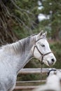 Autumn portrait of white horse tied to a post in stable ranch outdoor on green pine tree background Royalty Free Stock Photo