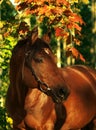 Autumn portrait of wonderful bay horse Royalty Free Stock Photo