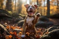 Autumn portrait of yellow terrier dog. Royalty Free Stock Photo