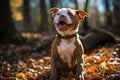 Autumn portrait of yellow terrier dog. Royalty Free Stock Photo