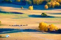The autumn prairie with cattles sunset Royalty Free Stock Photo