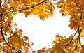 Autumn presentation frame with branches of orange maple leaves, with copy space