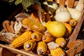 Autumn products composition with pumpkins and maize