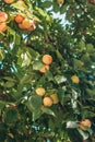 rich crop of persimmon Royalty Free Stock Photo