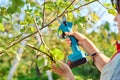 Close-up of hand with electric pruner cutting branch of apple tree in orchard