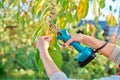 Close-up of hand with electric pruner cutting branch of sweet cherry tree in orchard