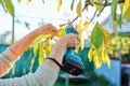 Close-up of hand with electric pruner cutting branch of sweet cherry tree in orchard