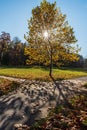 Autumn public park with meadow, footpath, isolated maple tree and other trees on the background Royalty Free Stock Photo