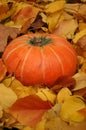 Autumn pumpkin