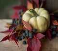 pumpkin close-up red leaves blue berries still life wood background outdoor autumn Royalty Free Stock Photo