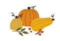 Autumn pumpkin, butternut squash and gourd of different shapes and sizes. Seasonal fall harvest. Halloween orange and yellow