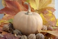 Autumn pumpkin on colorful fall leaves background, ripened muscat squash, light beige orange yellow ripened fruit