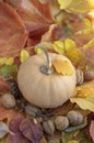 Autumn pumpkin on colorful fall leaves background, ripened muscat squash, light beige orange yellow ripened fruit