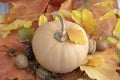 Autumn pumpkin on colorful fall leaves background, ripened muscat squash, light beige orange yellow ripened fruit