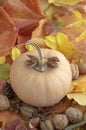 Autumn pumpkin on colorful fall leaves background, ripened muscat squash, light beige orange yellow ripened fruit