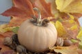 Autumn pumpkin on colorful fall leaves background, ripened muscat squash, light beige orange yellow ripened fruit