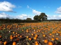 Pumpkin Farm in North Yorkshire, England countryside, autumn 2018 Royalty Free Stock Photo