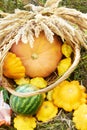 Autumn. Pumpkin. Halloween. Still life. Watermelon. Orange Royalty Free Stock Photo