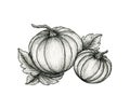 Autumn pumpkin line art drawing isolated on white, vintage fall design with black and white pumpkins, thanksgiving illustration