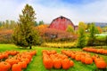 Autumn pumpkin patch with rustic old red barn and fall colors Royalty Free Stock Photo