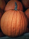 Autumn pumpkin portrait. Pumpkin for a healthy diet.